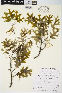 Quercus ellipsoidalis image