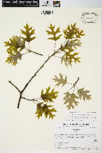 Quercus ellipsoidalis image