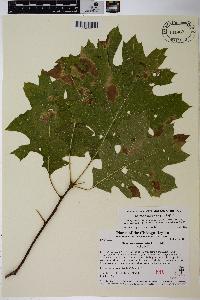 Quercus ellipsoidalis image