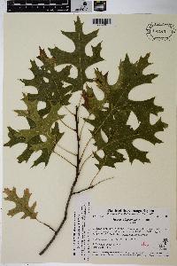 Quercus ellipsoidalis image