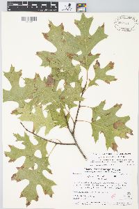 Quercus ellipsoidalis image