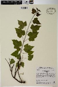 Acer tataricum subsp. ginnala image