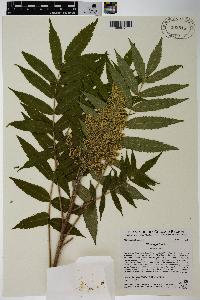 Rhus typhina image