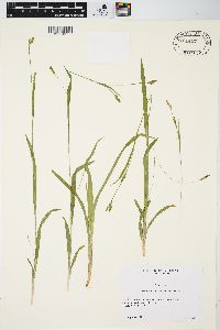 Carex laxiculmis image