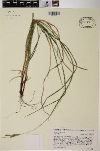 Carex virescens image