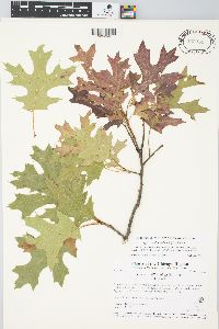 Quercus ellipsoidalis image