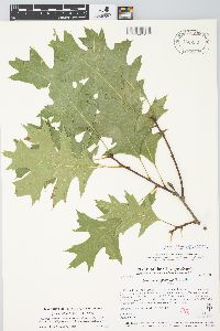 Quercus ellipsoidalis image