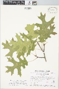 Quercus ellipsoidalis image