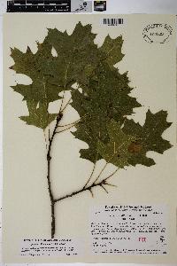 Quercus ellipsoidalis image