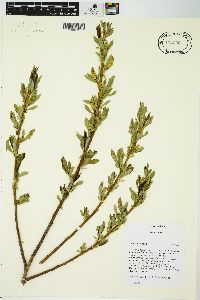 Salix lucida image