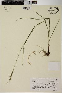 Carex virescens image