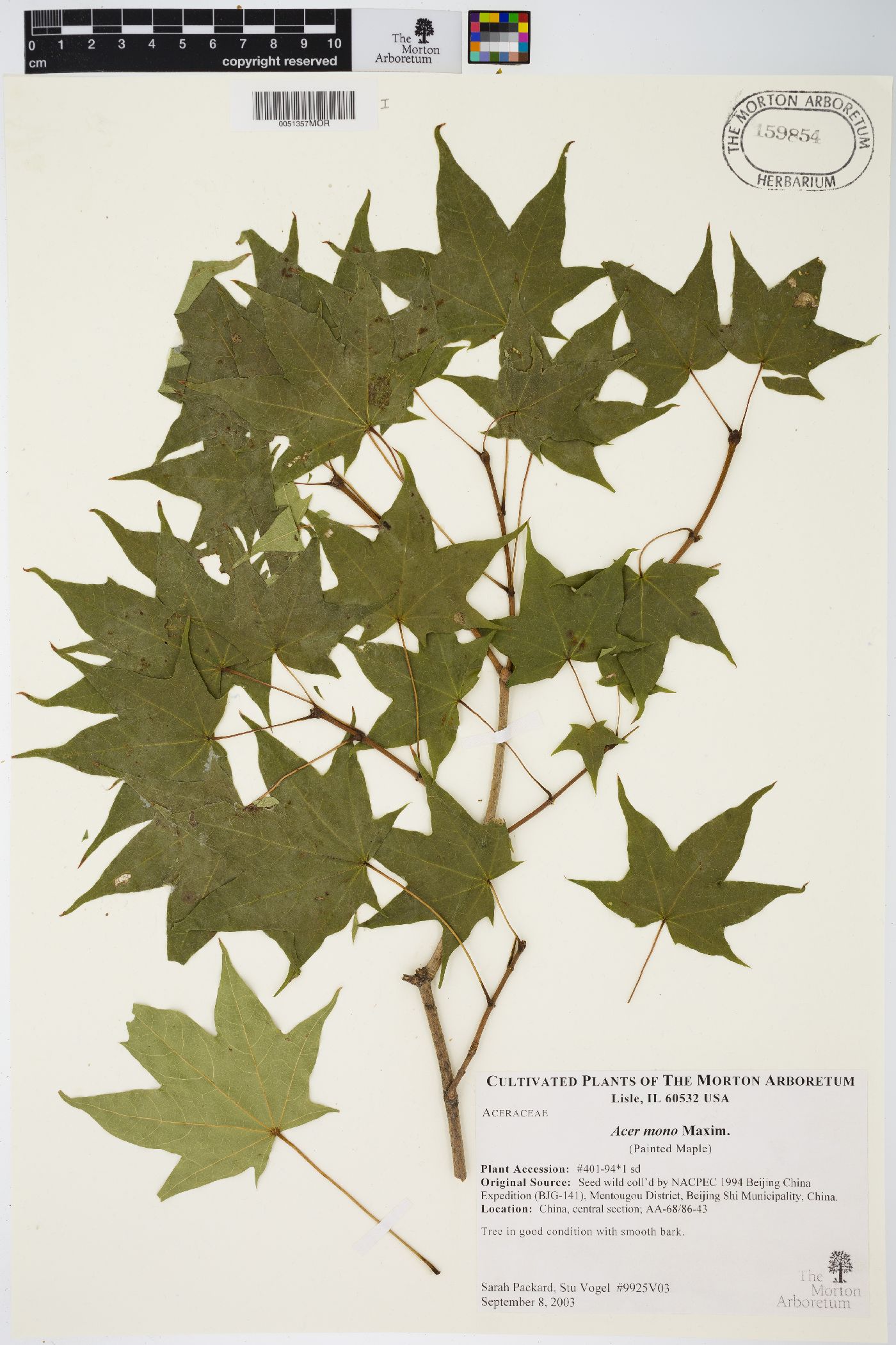 Acer pictum image