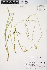 Carex normalis image