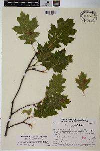 Quercus ellipsoidalis image