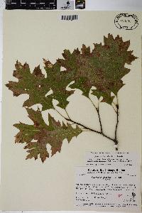 Quercus ellipsoidalis image