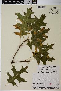 Quercus ellipsoidalis image