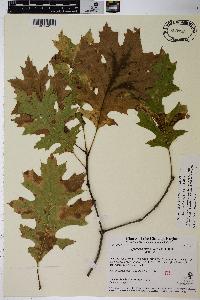 Quercus ellipsoidalis image