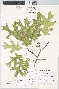 Quercus ellipsoidalis image