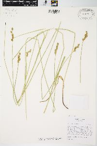 Carex festucacea image