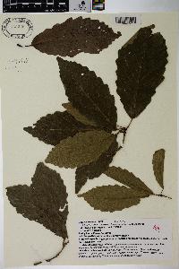 Quercus montana image