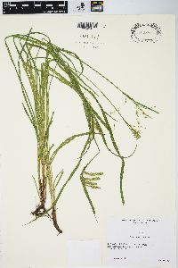 Carex prasina image