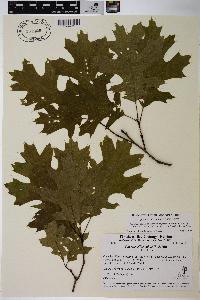 Quercus ellipsoidalis image