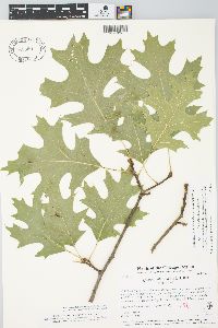 Quercus ellipsoidalis image