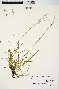 Poa alsodes image