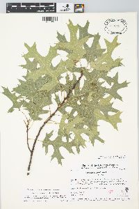 Quercus ellipsoidalis image