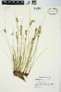 Juncus compressus image