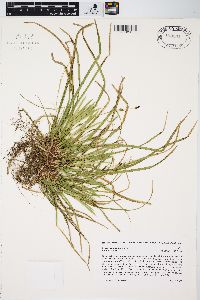 Carex pedunculata image