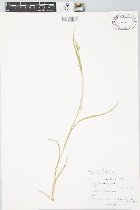 Carex leptonervia image