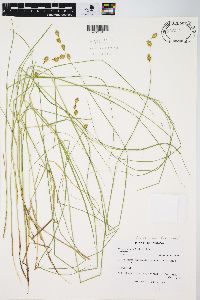 Carex straminea image