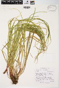 Carex debilis var. rudgei image