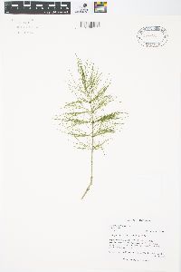 Equisetum sylvaticum image