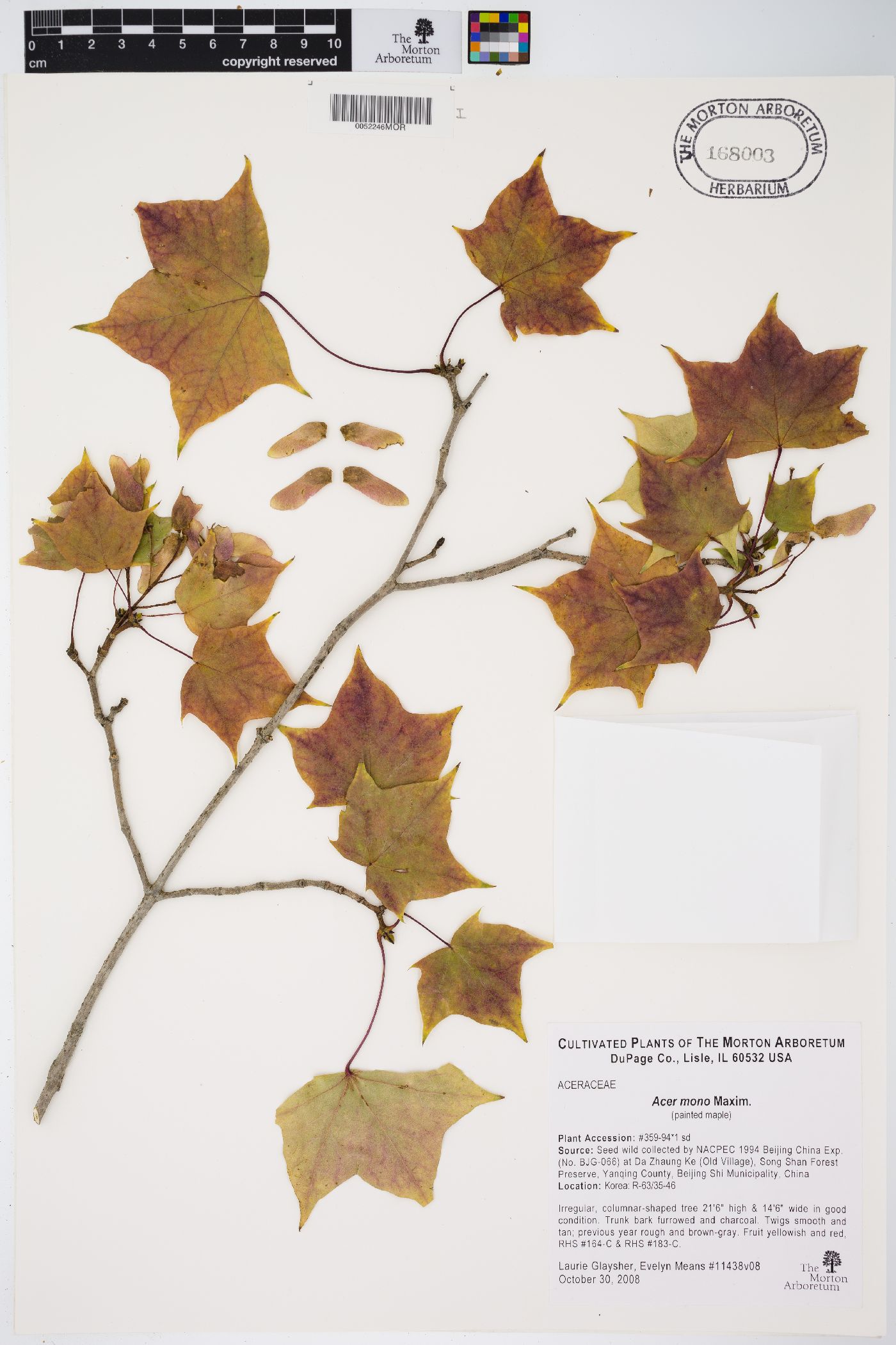 Acer pictum image