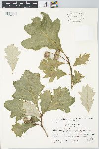 Quercus bicolor image