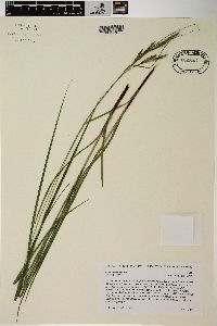 Carex virescens image