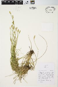 Carex leavenworthii image