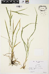 Carex hitchcockiana image