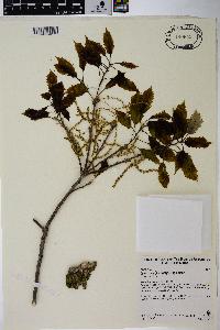 Image Associated With the Occurence
