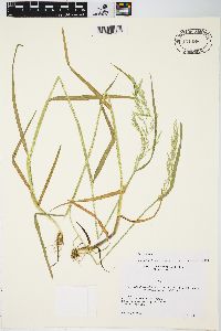 Poa trivialis image