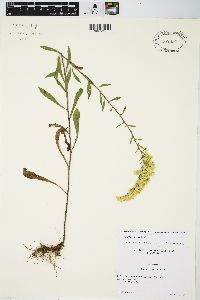 Solidago nemoralis subsp. decemflora image