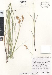 Carex missouriensis image