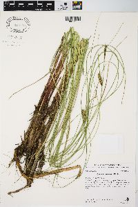 Carex lasiocarpa image