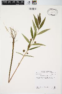 Lysimachia thyrsiflora image