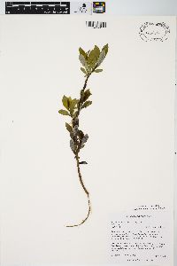 Salix myricoides image