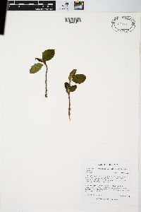 Alnus incana subsp. rugosa image