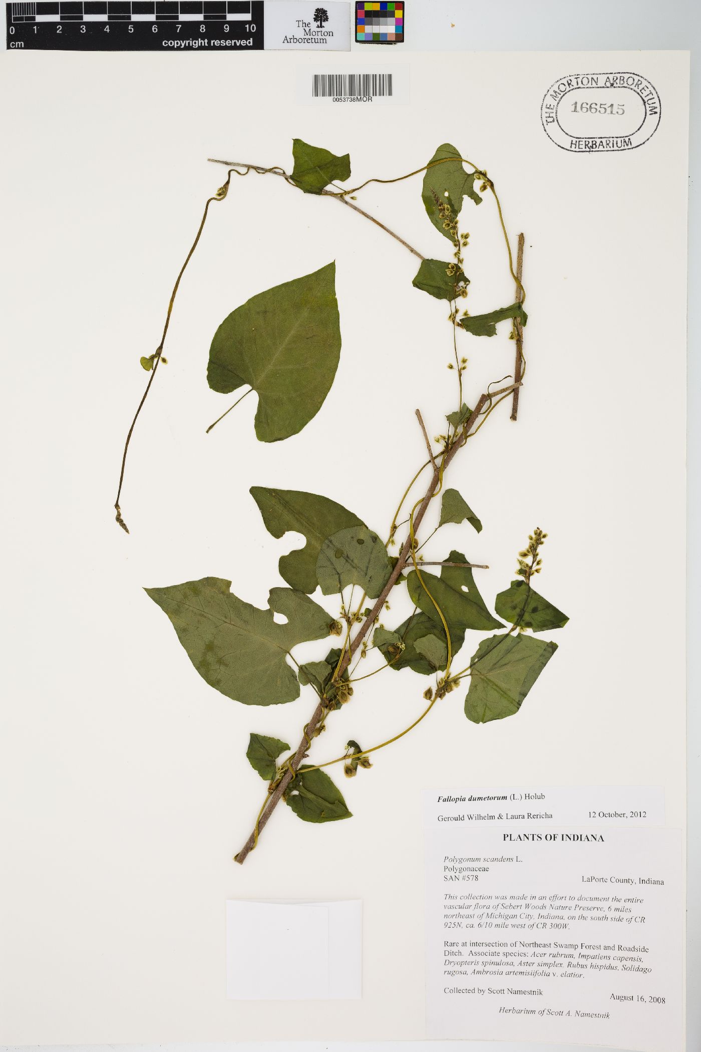 Fallopia dumetorum image