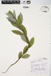 Salix myricoides image